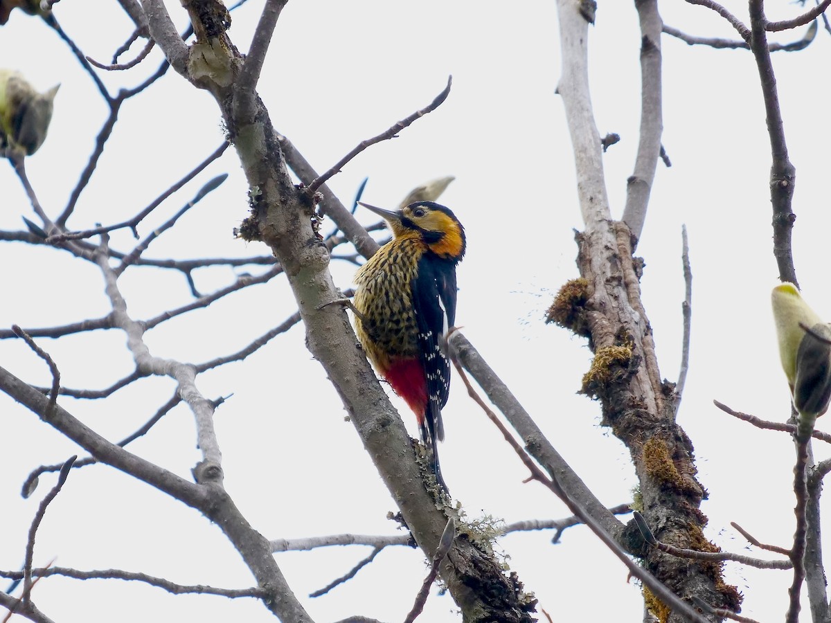 Darjeeling Woodpecker - Tim Boucher