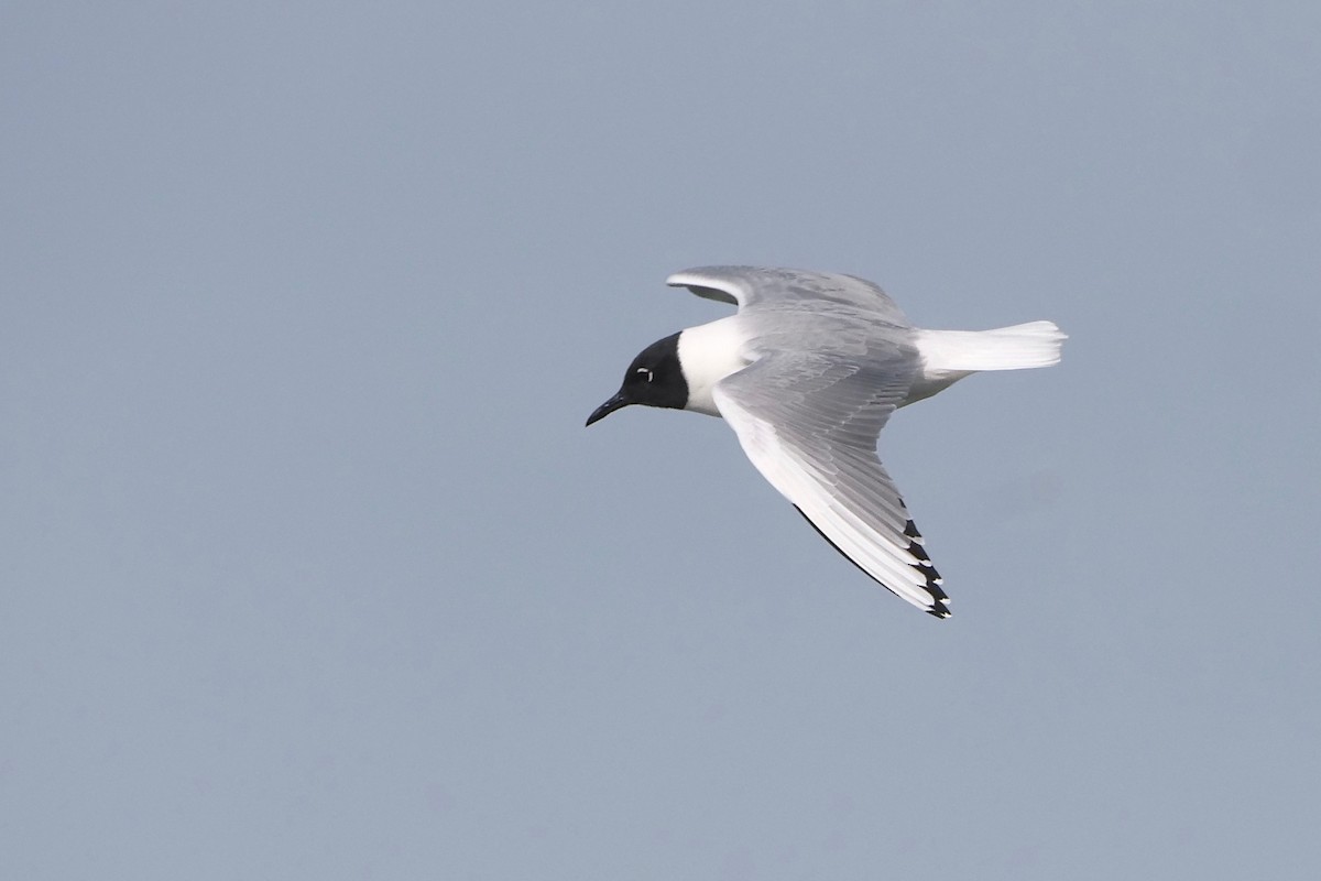 Bonaparte's Gull - Gautam Apte