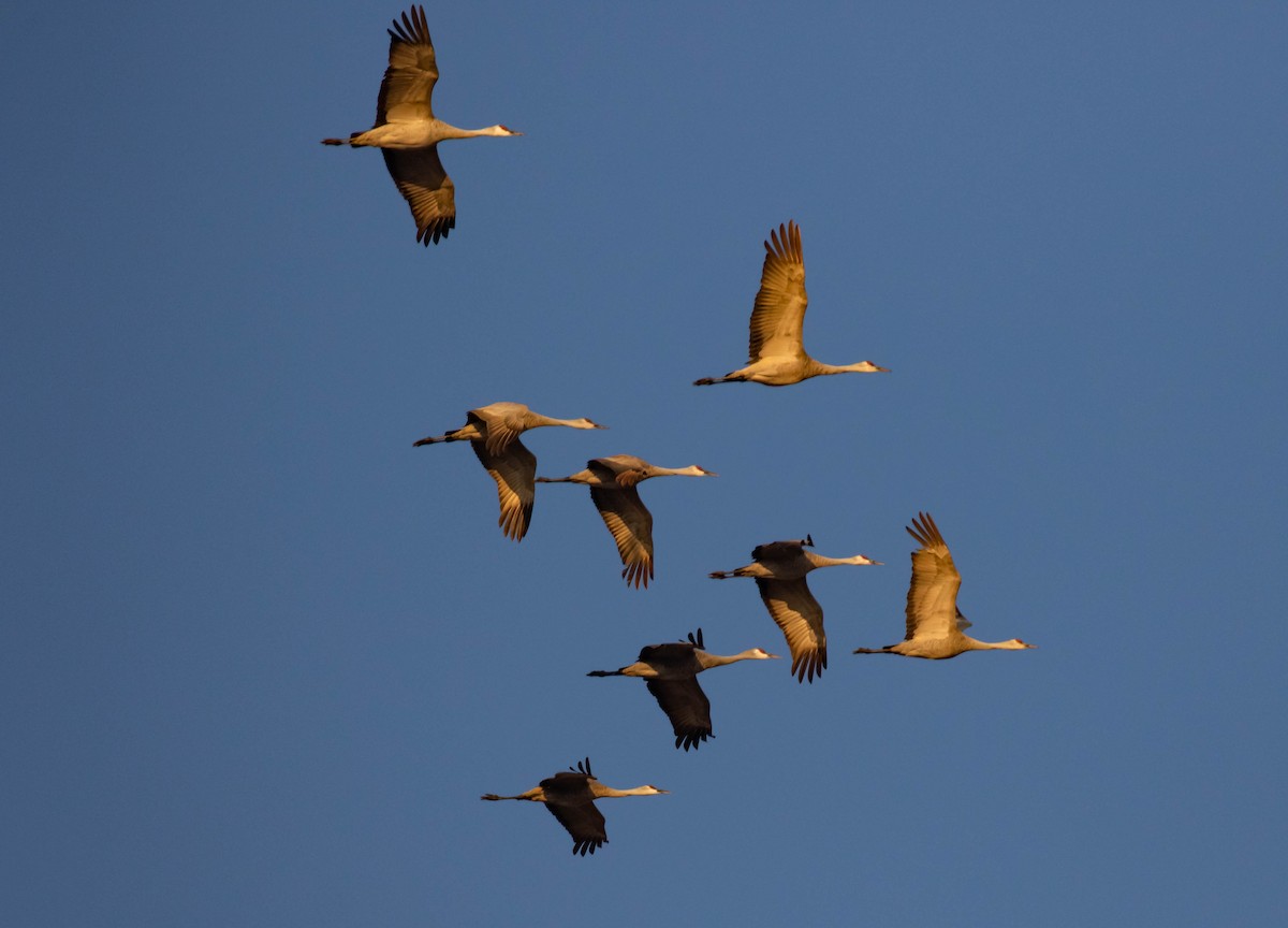 Sandhill Crane - ML291573961