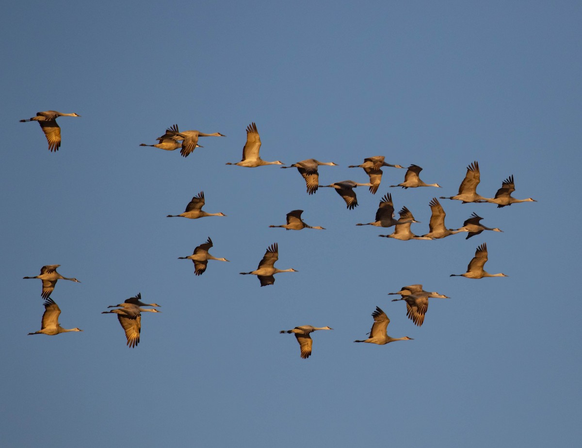 Sandhill Crane - ML291573971