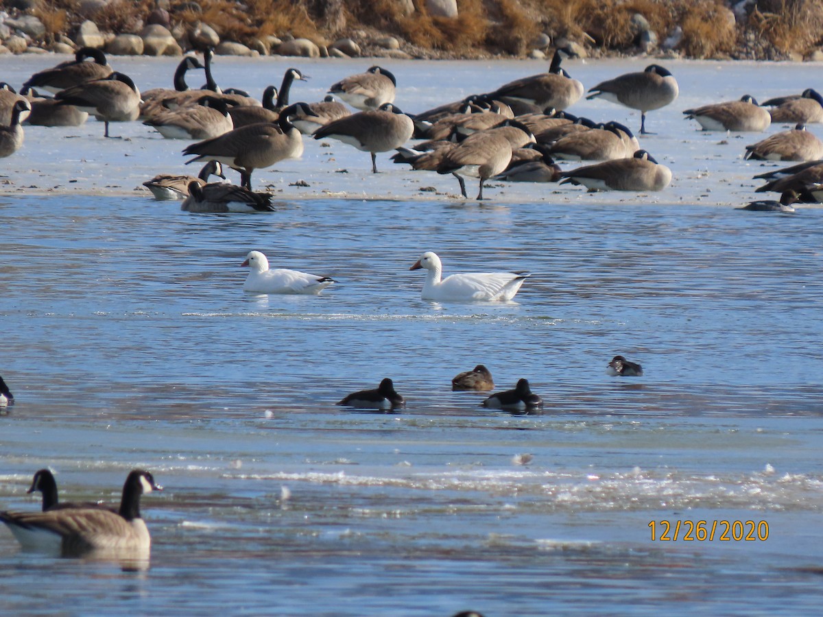 Ross's Goose - ML291574251