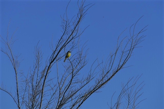 Tropical Kingbird - ML291574351