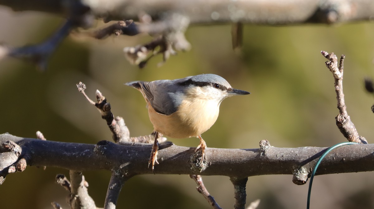 Eurasian Nuthatch - ML291574721