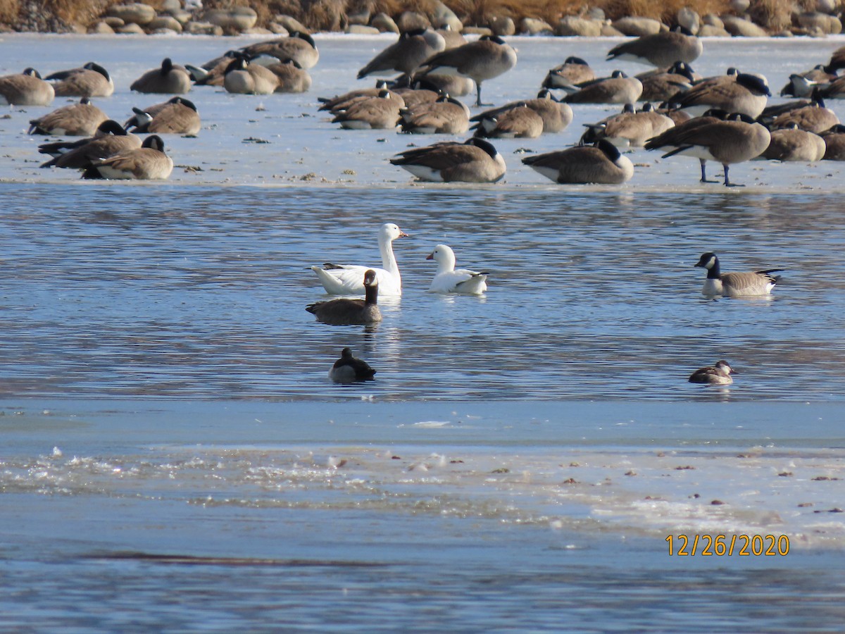 Ross's Goose - Bruce Ackerman