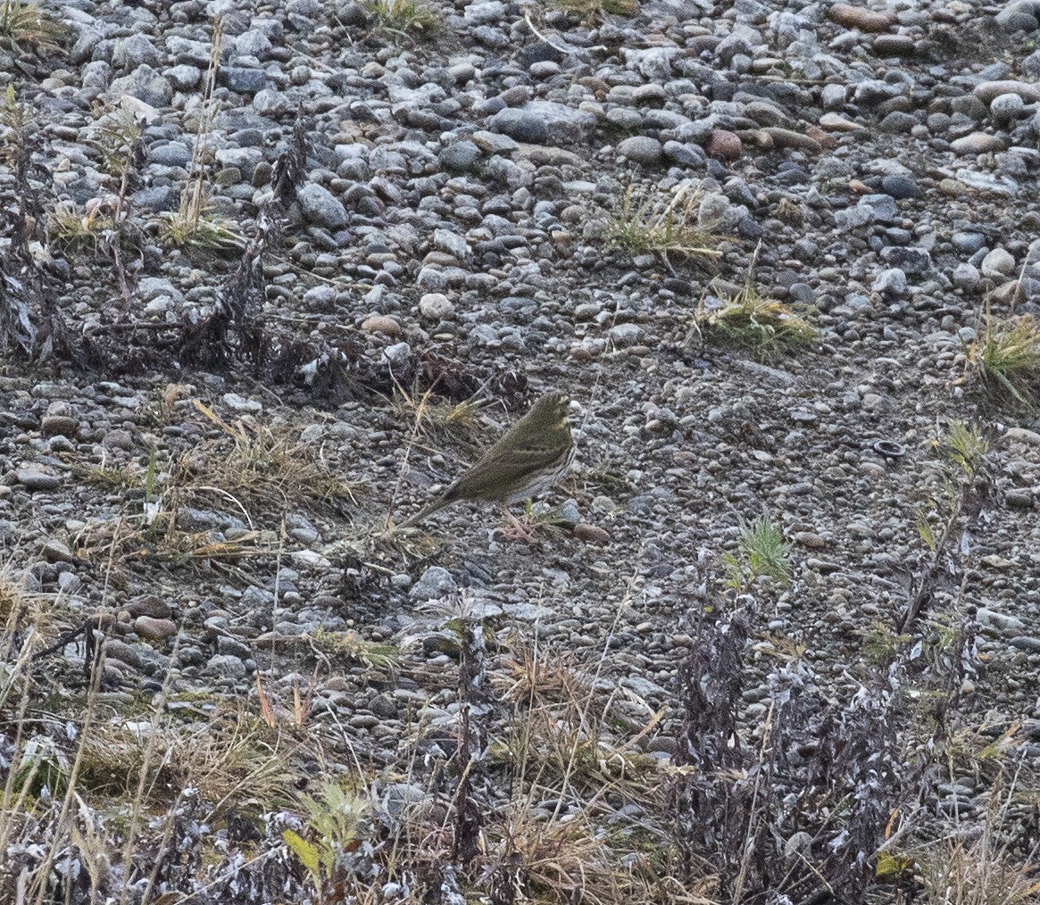 Olive-backed Pipit - ML291576811