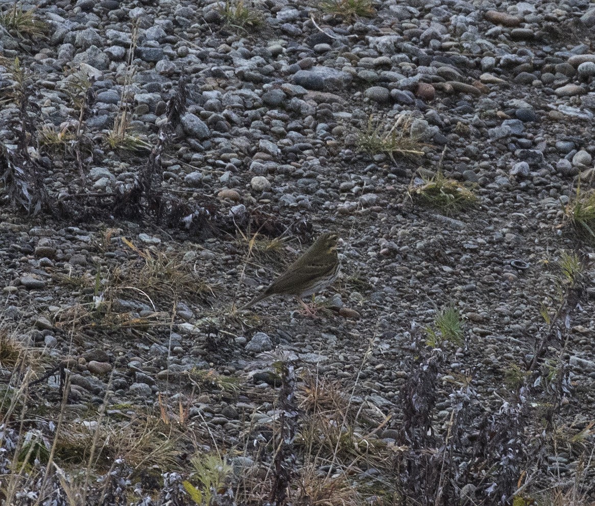 Olive-backed Pipit - Gary Rosenberg