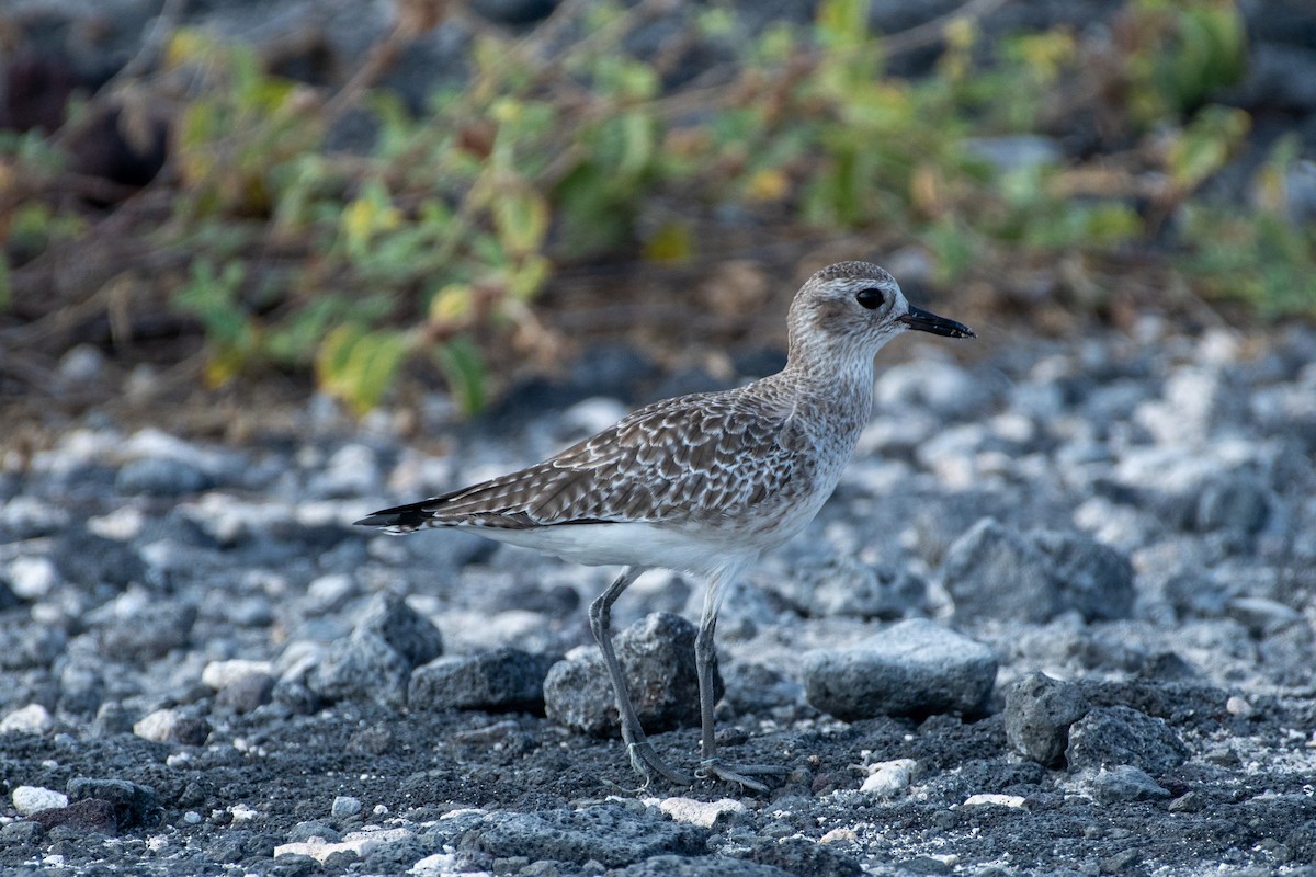 Black-bellied Plover - Alex Wang