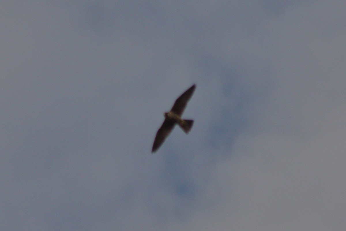 Peregrine Falcon - ML291582151