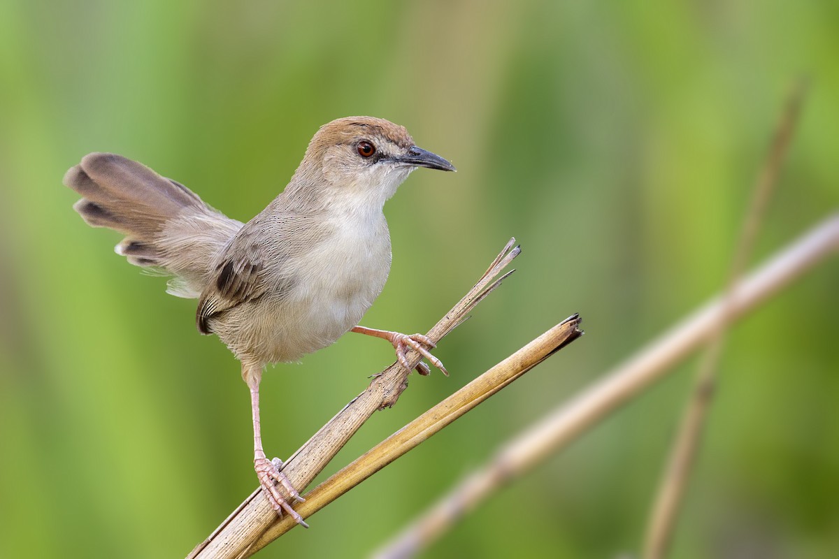 Kilombero Cisticola - Bradley Hacker 🦜