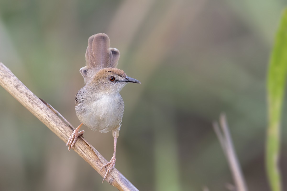 Cisticola Kilombero - ML291582871