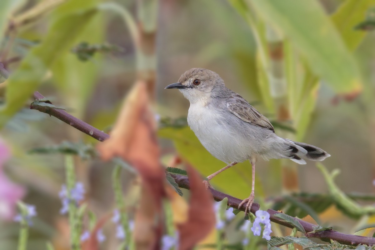 White-tailed Cisticola - Bradley Hacker 🦜