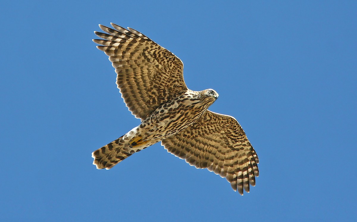American Goshawk - Jerry Liguori