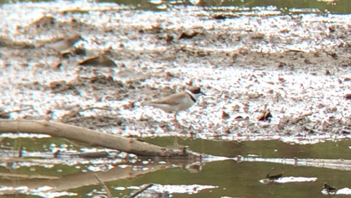 Semipalmated Plover - ML29158401