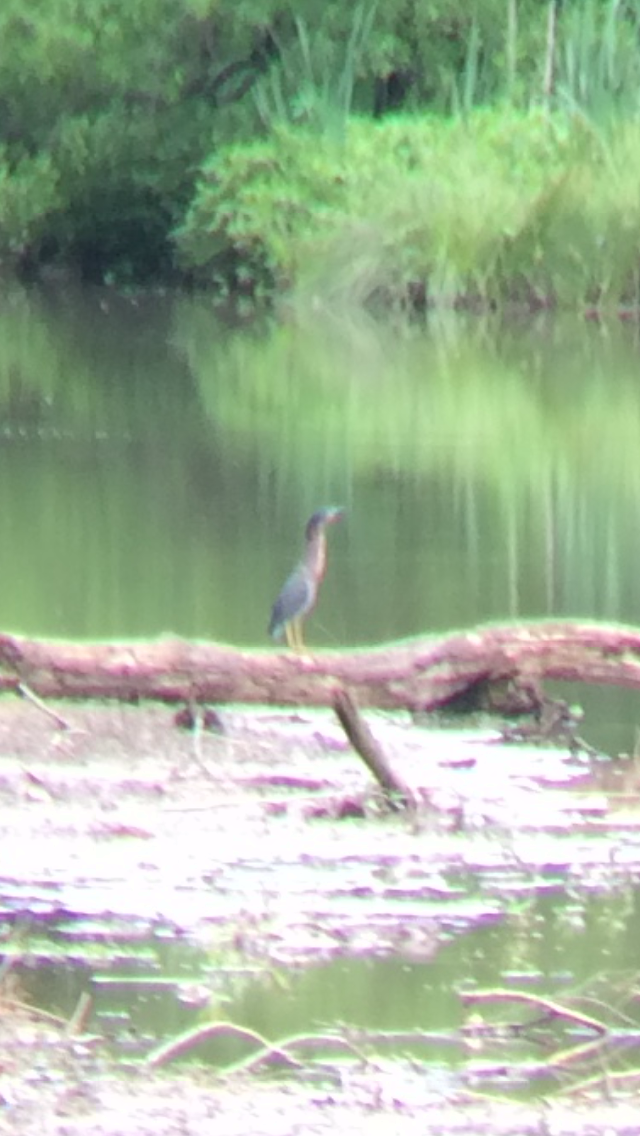 Green Heron - ML29158471