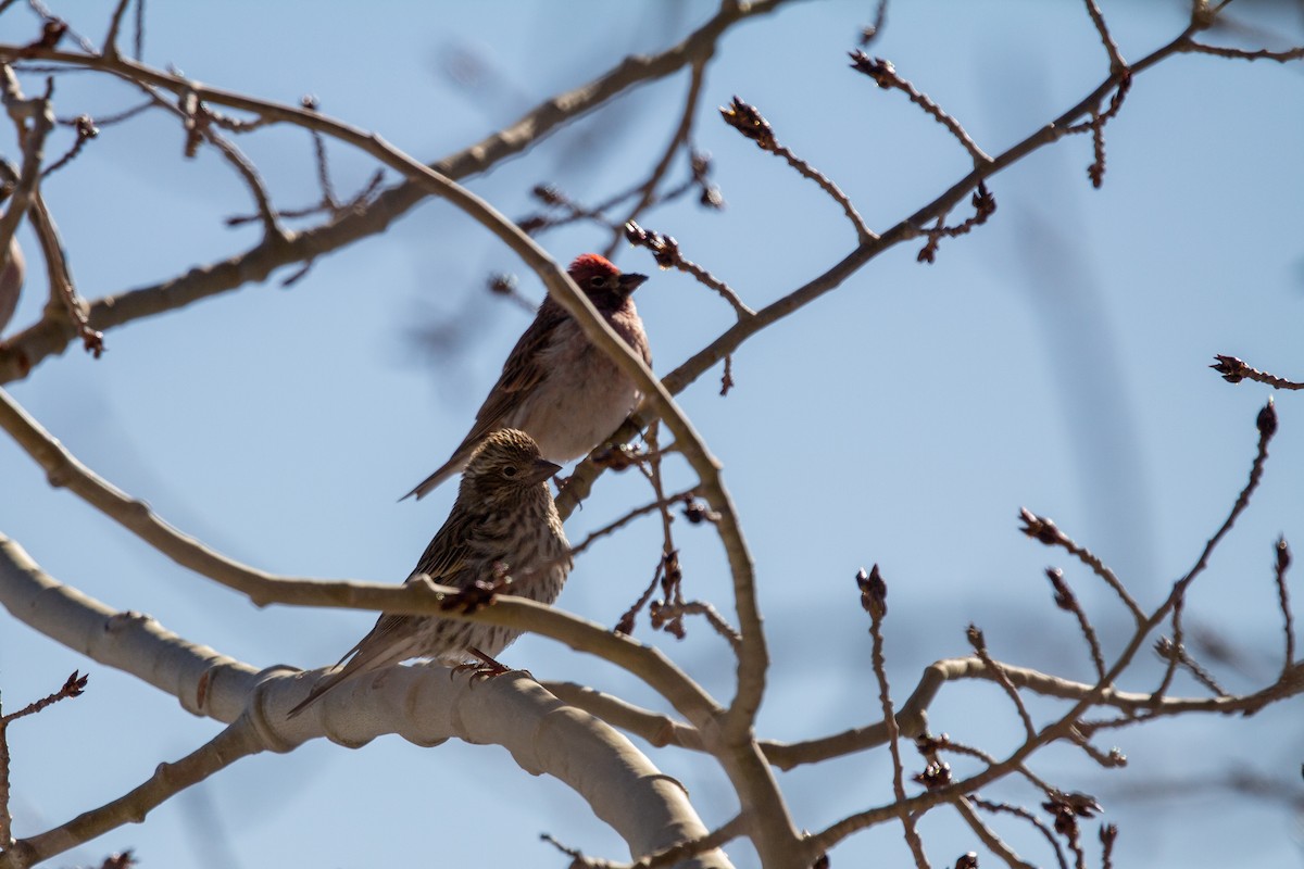 Cassin's Finch - ML291587451