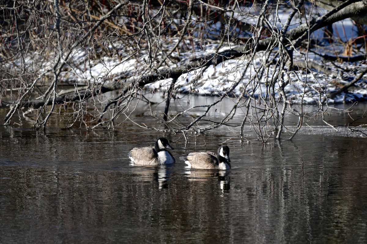 Canada Goose - ML291587821