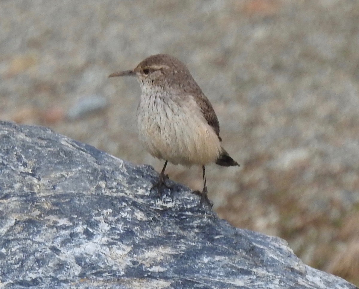 Rock Wren - ML291589371