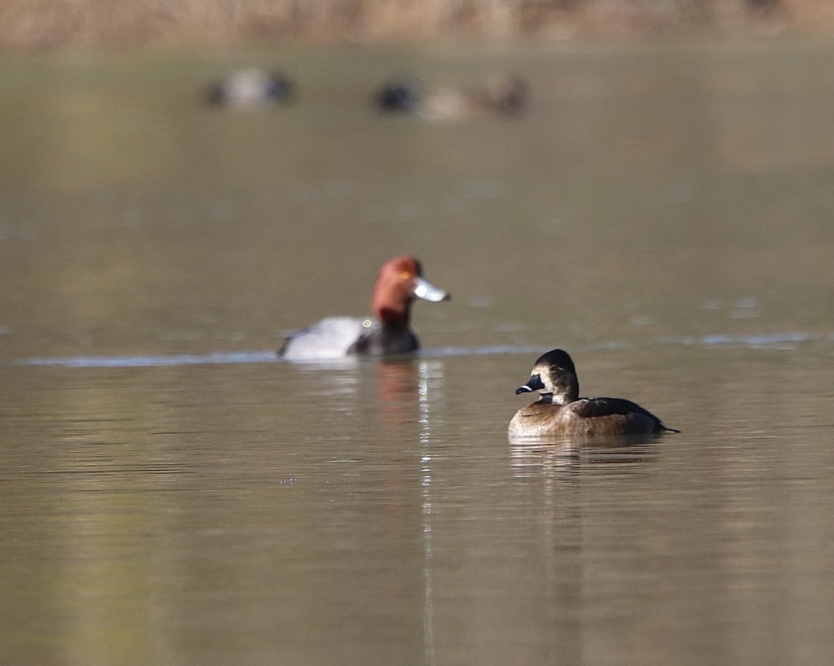 Ring-necked Duck - ML291589541