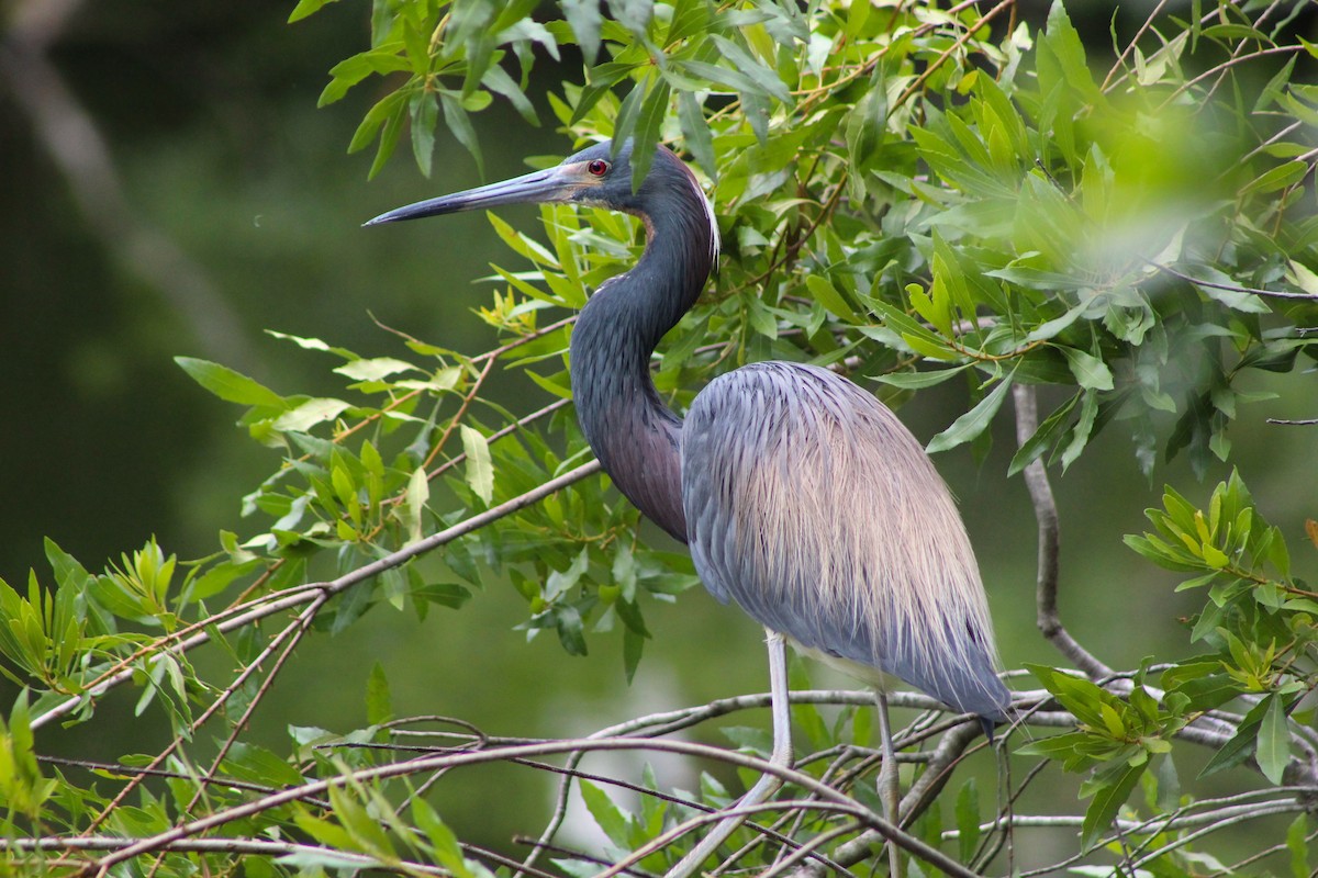 Tricolored Heron - Marie Chappell