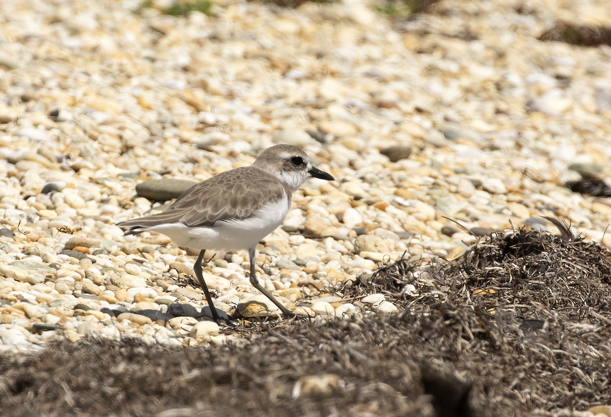 Greater Sand-Plover - ML291590101