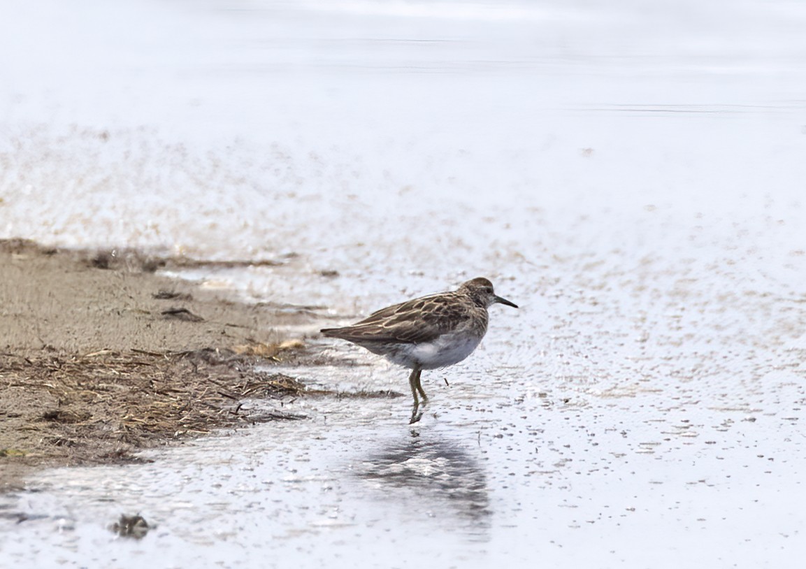 Sharp-tailed Sandpiper - ML291590281