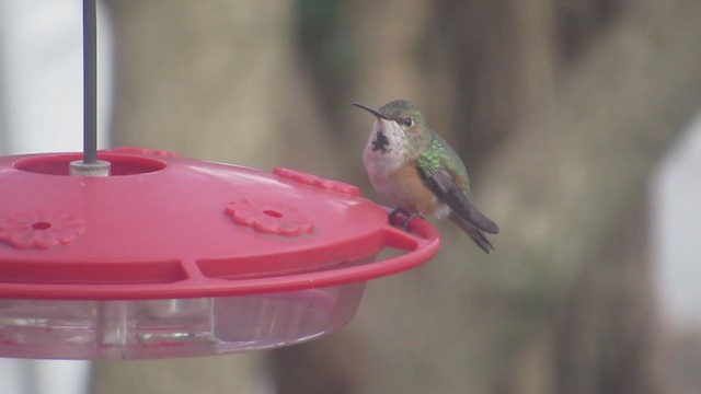 Rufous Hummingbird - ML291591621