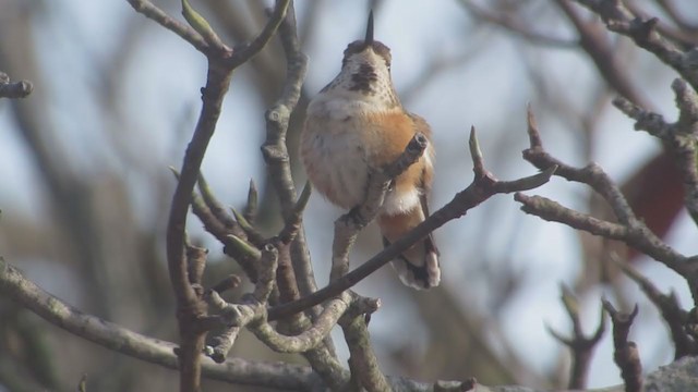 Rufous Hummingbird - ML291591681