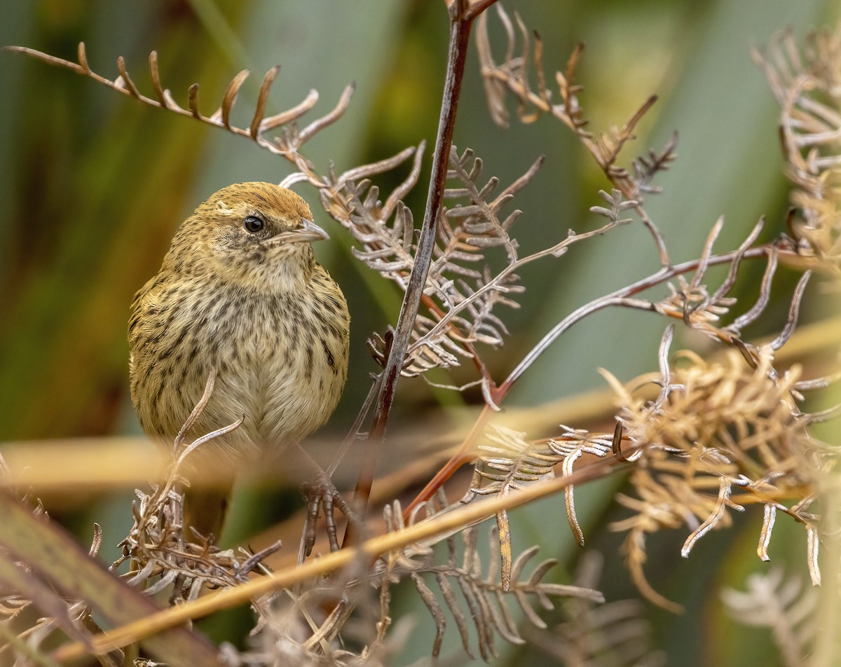 New Zealand Fernbird - ML291592191