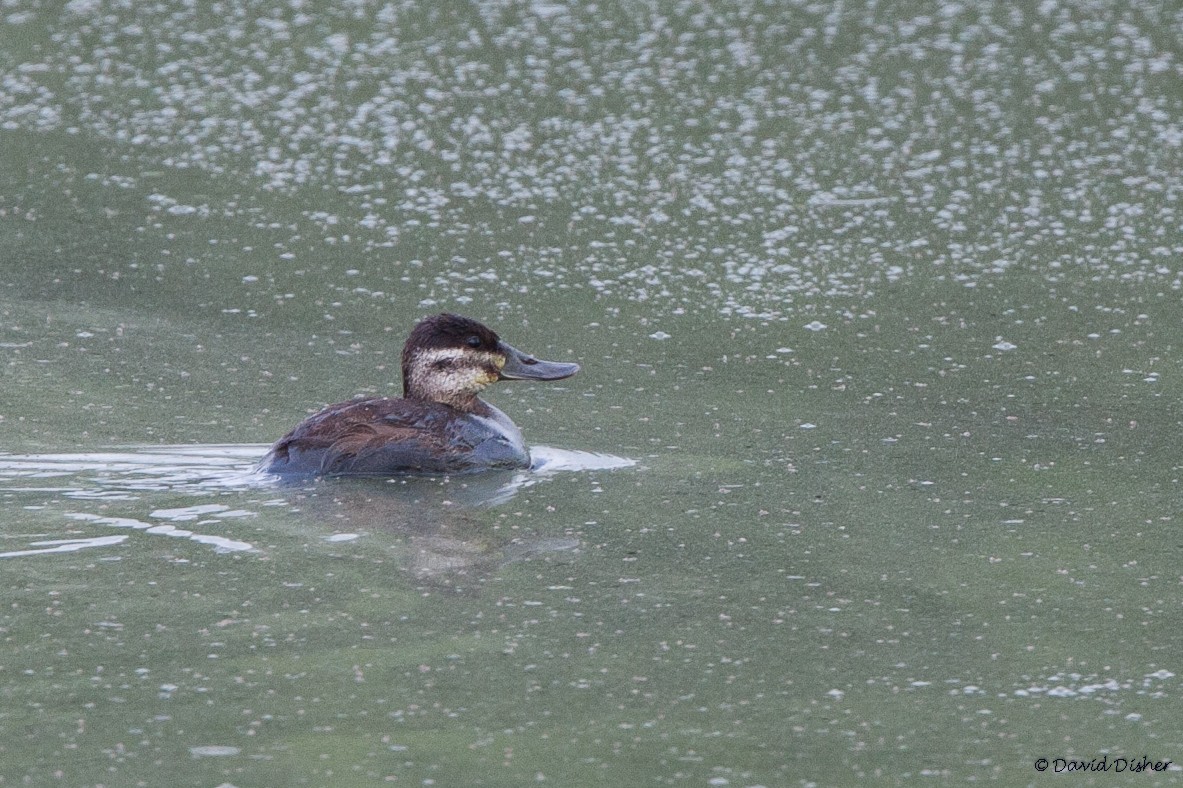 Ruddy Duck - ML29159261