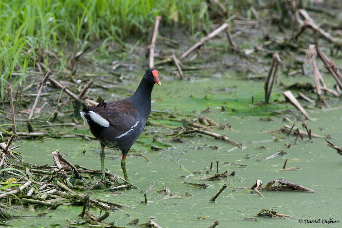 Common Gallinule - ML29159321