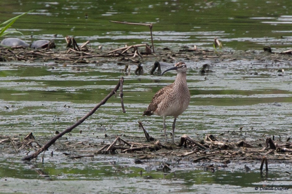 Regenbrachvogel - ML29159351