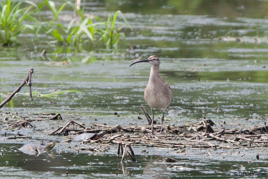 Whimbrel - ML29159381