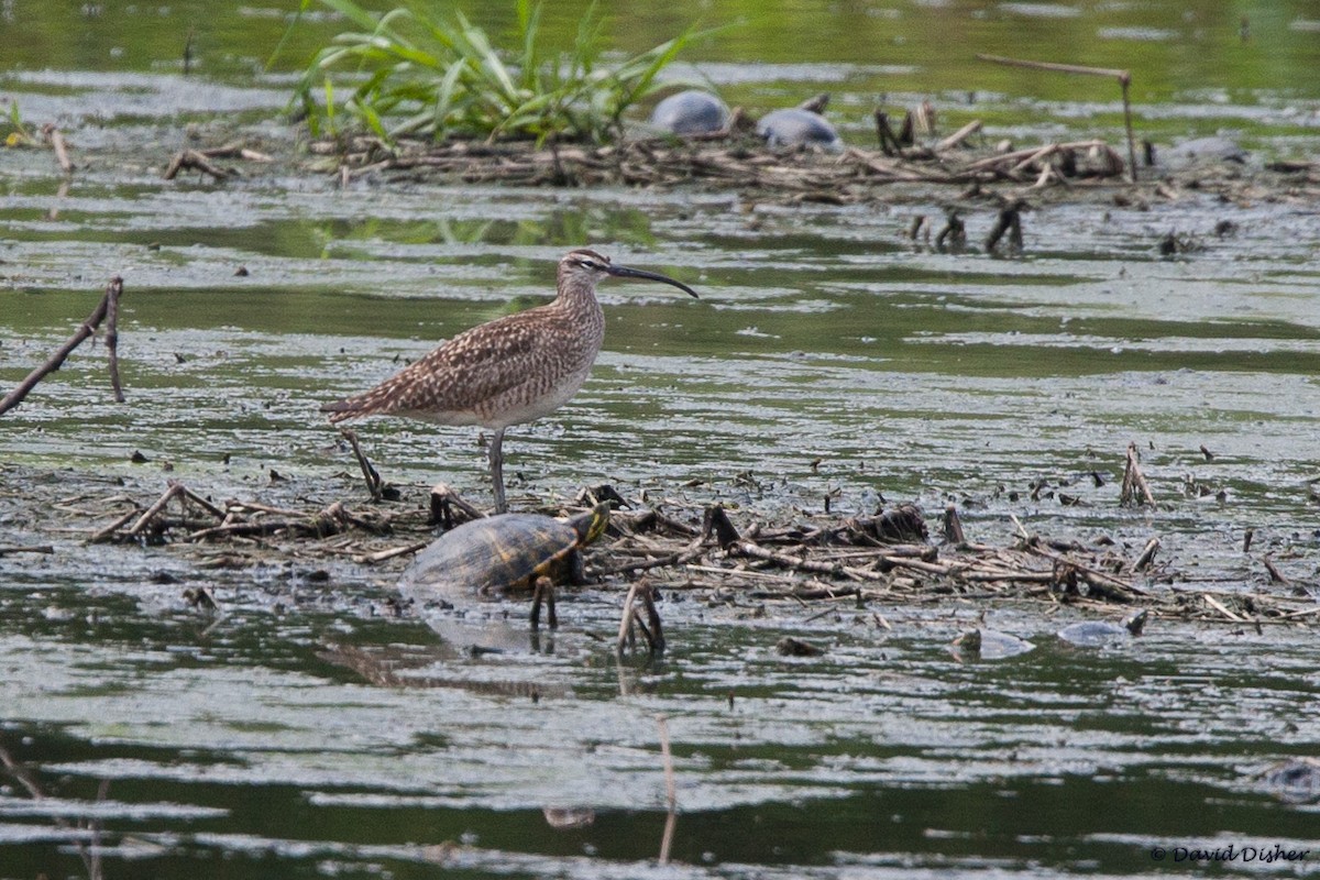 Whimbrel - ML29159401