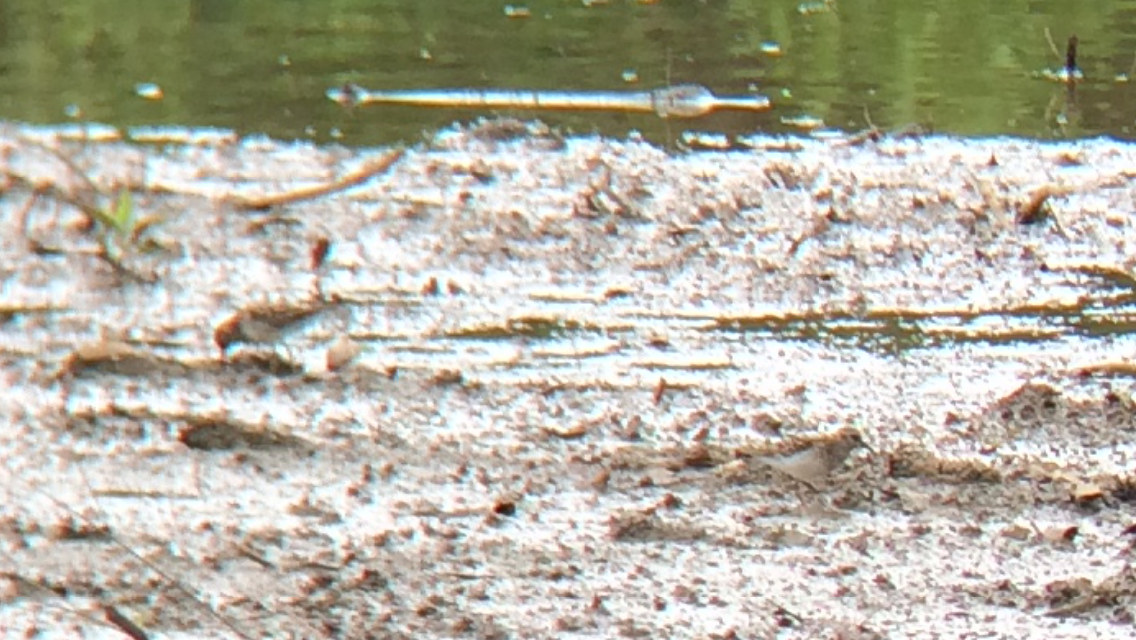 Least Sandpiper - ML29159711