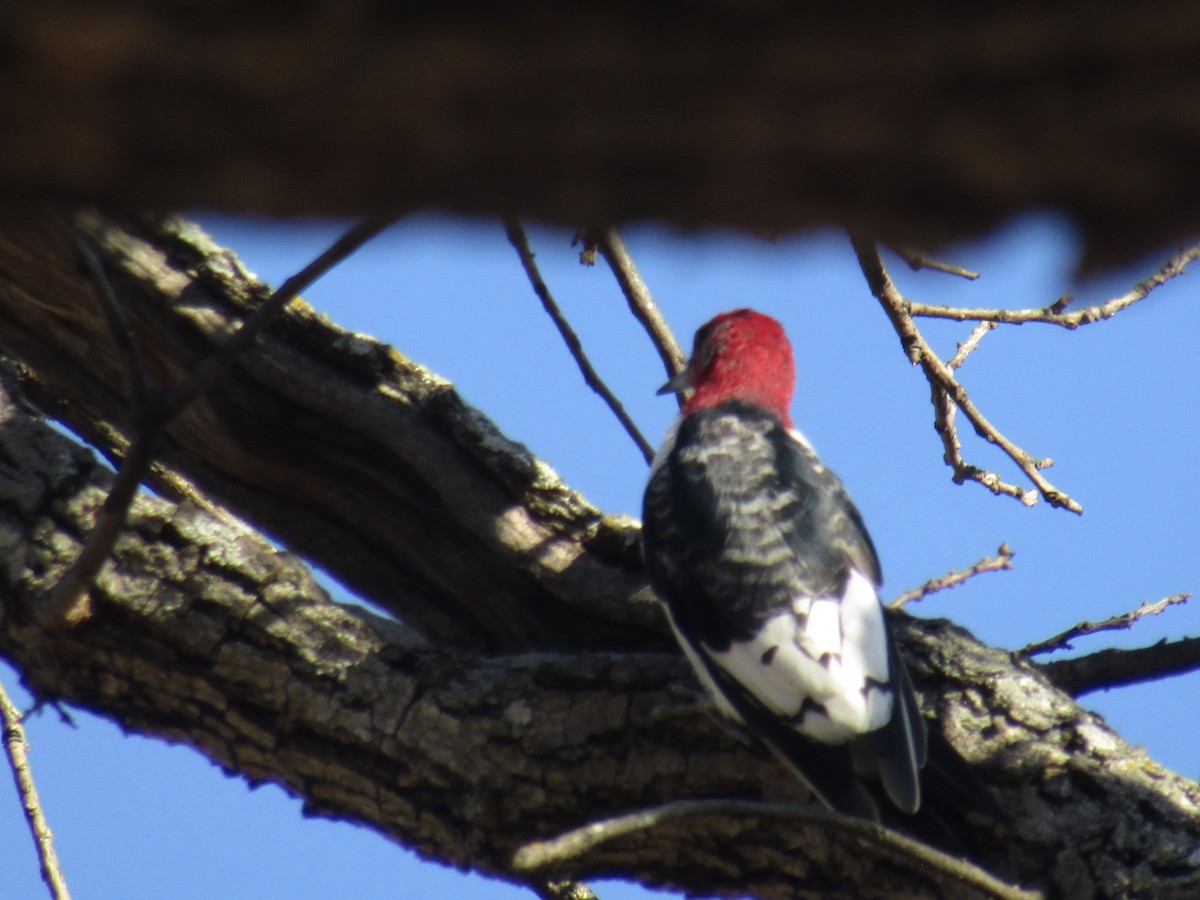 Red-headed Woodpecker - ML291597501