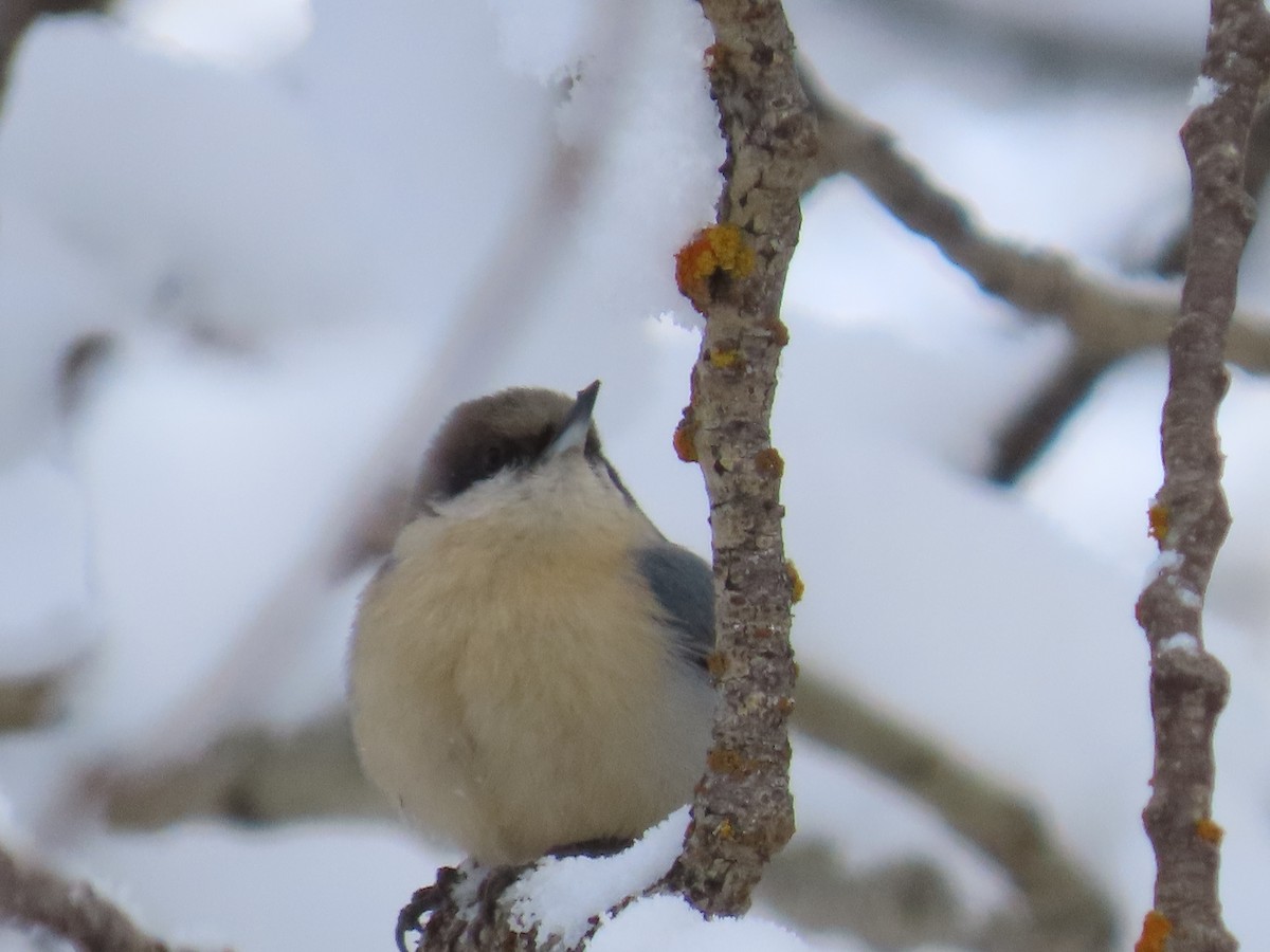 Pygmy Nuthatch - Mike Nelson