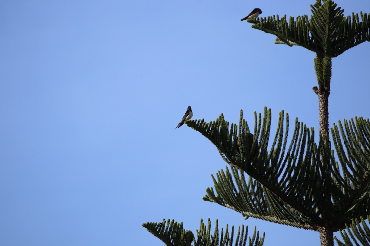 Barn Swallow - ML291600821