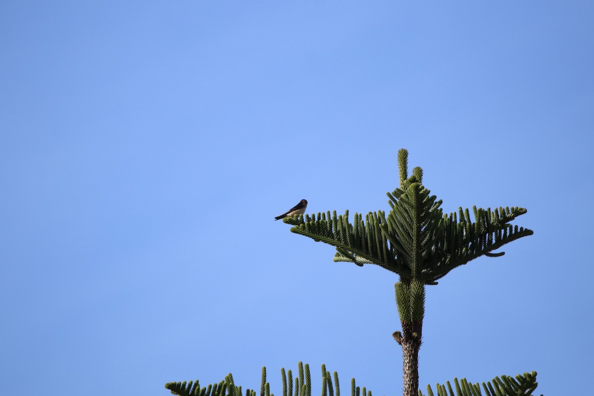 Barn Swallow - ML291602111