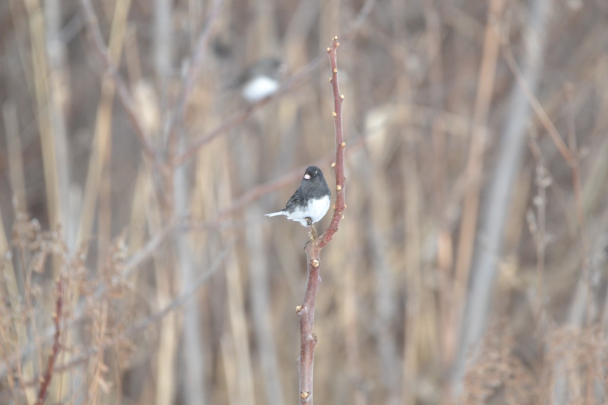 Dark-eyed Junco (Slate-colored) - ML291602521