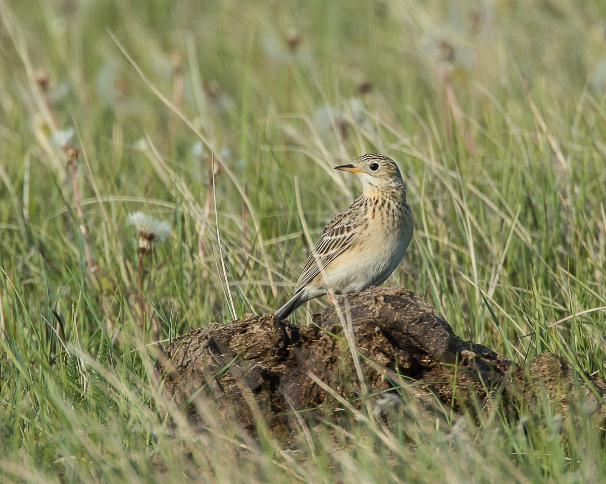 Sprague's Pipit - ML29160261