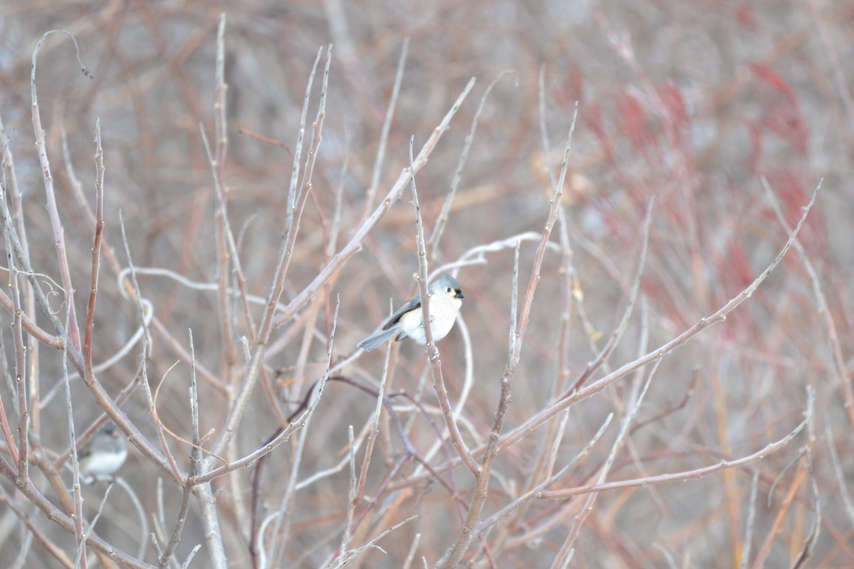 Tufted Titmouse - ML291602831