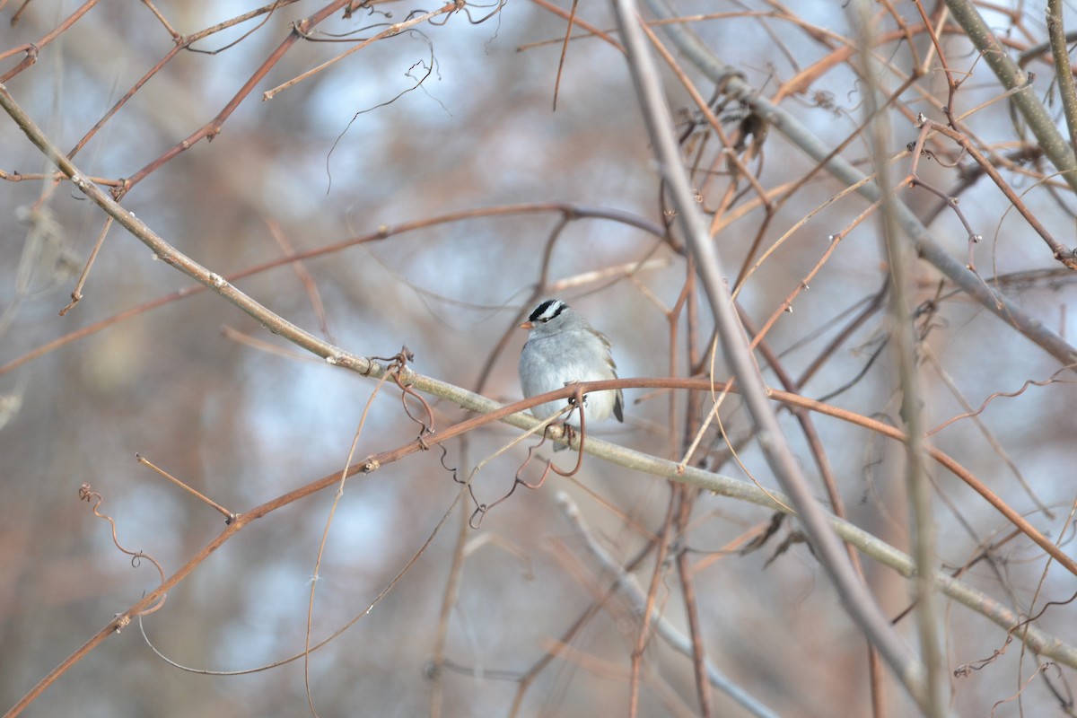 White-crowned Sparrow - ML291602991
