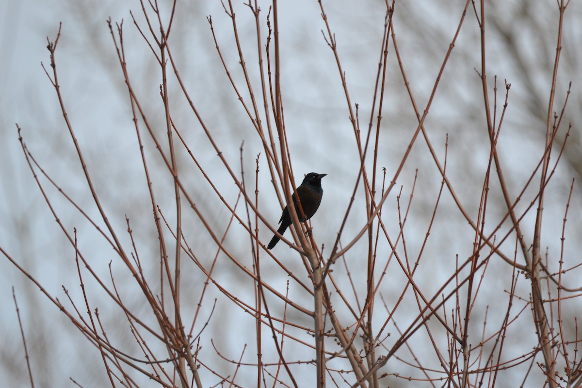 Common Grackle - ML291603111