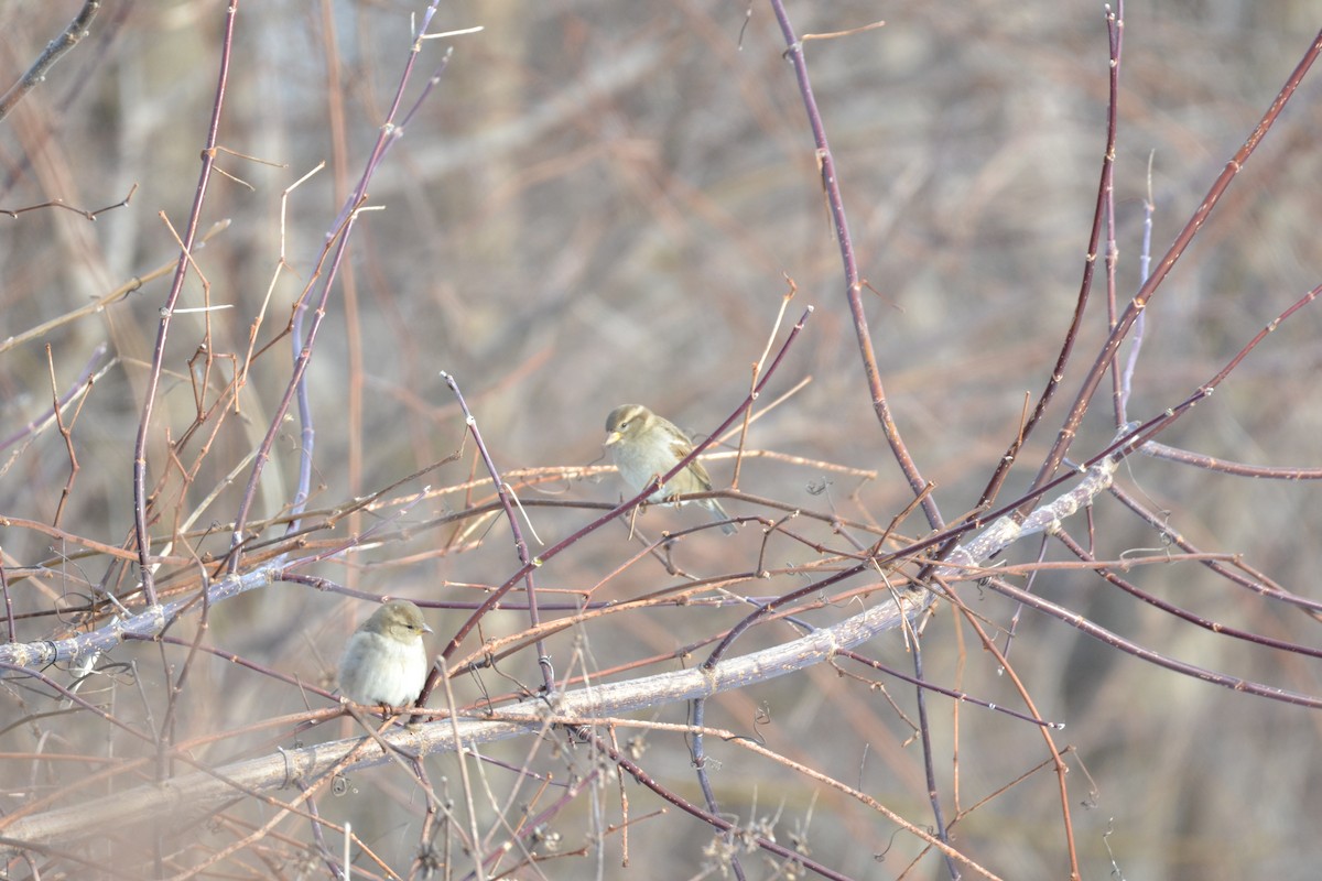 House Sparrow - ML291603291