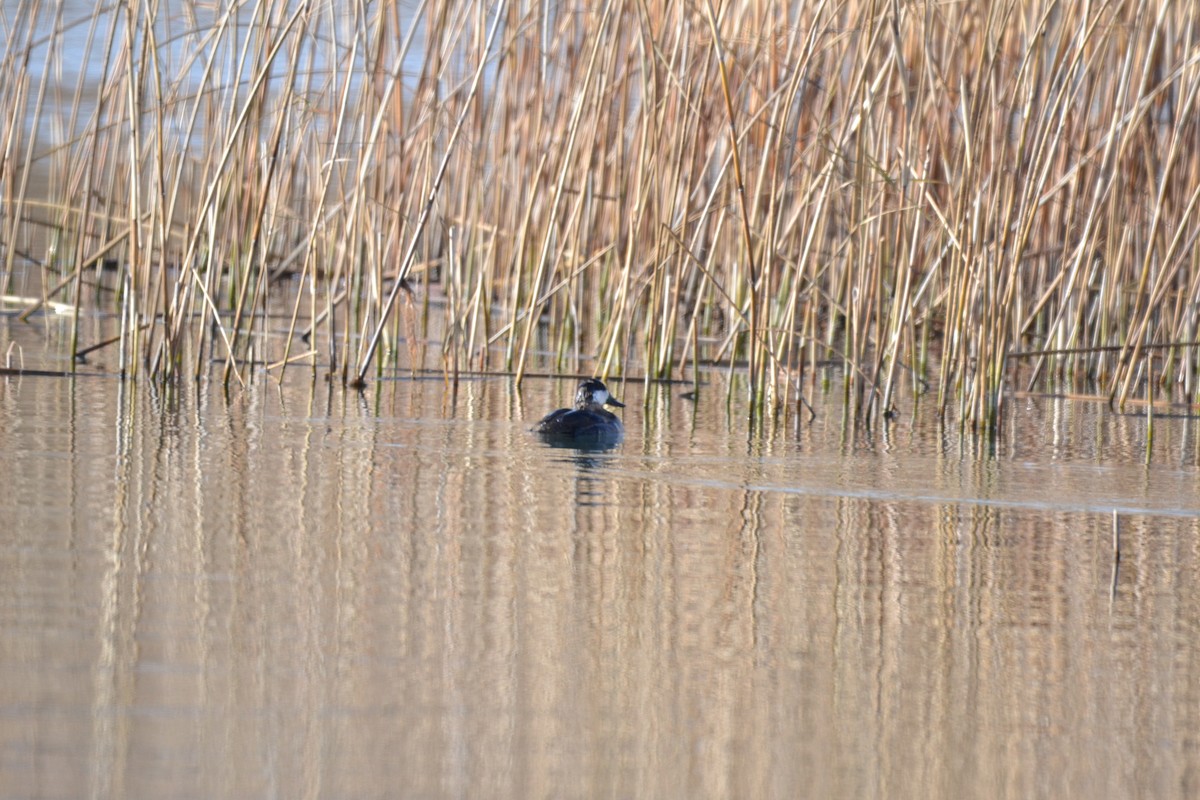 Ruddy Duck - ML291603331