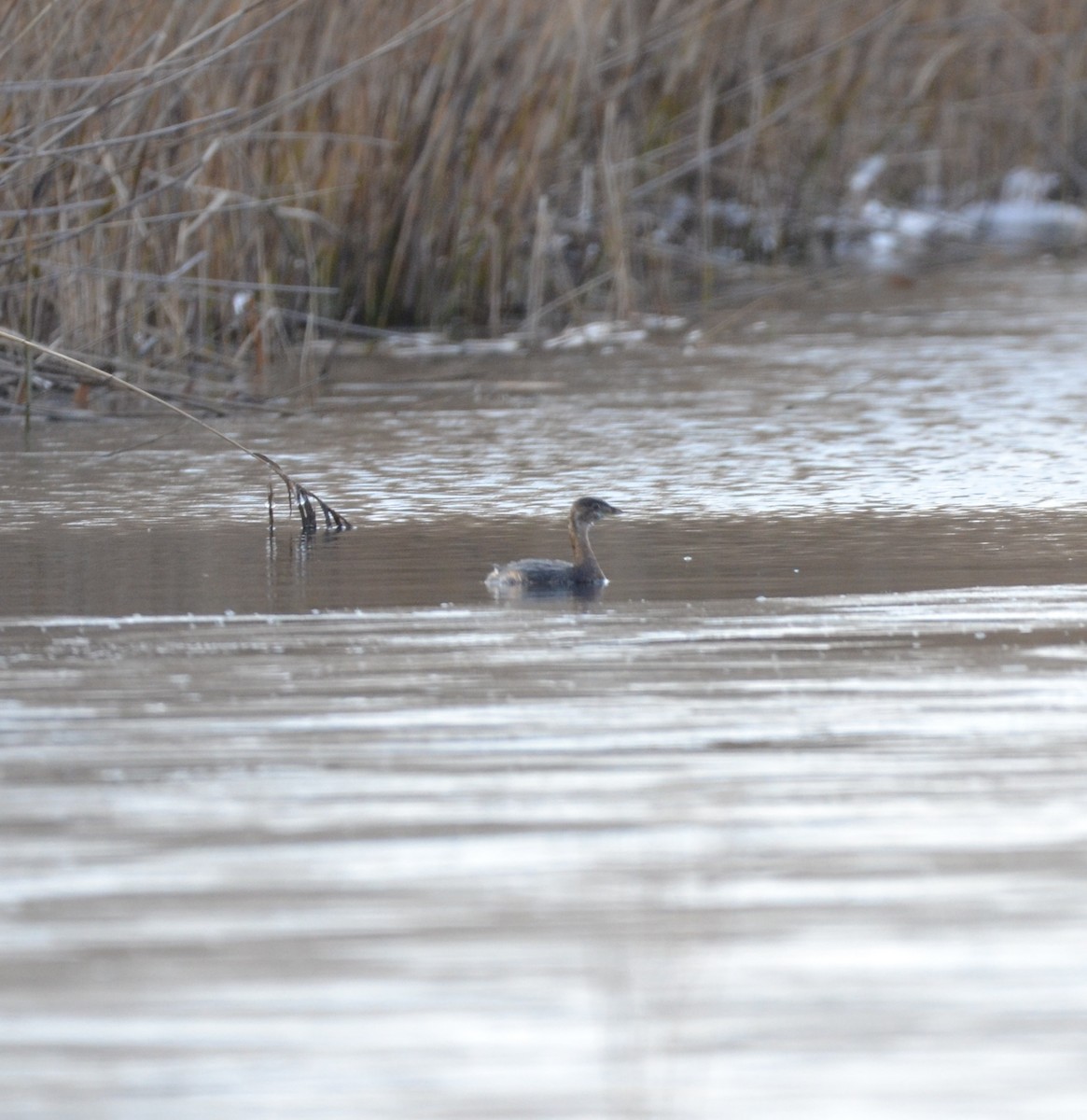 Pied-billed Grebe - ML291603451