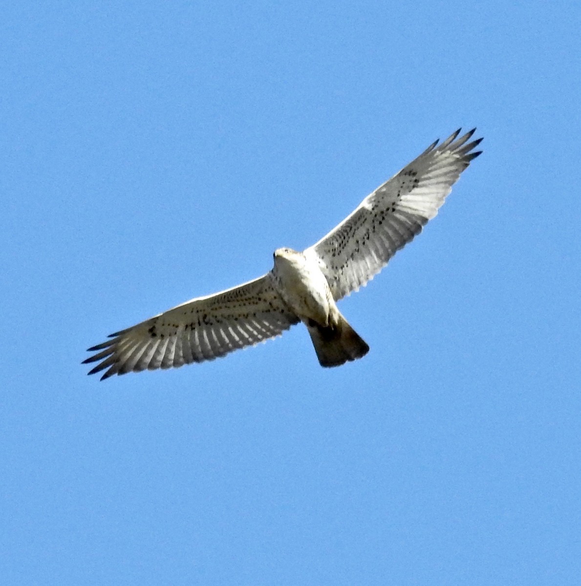 Ferruginous Hawk - ML291605071