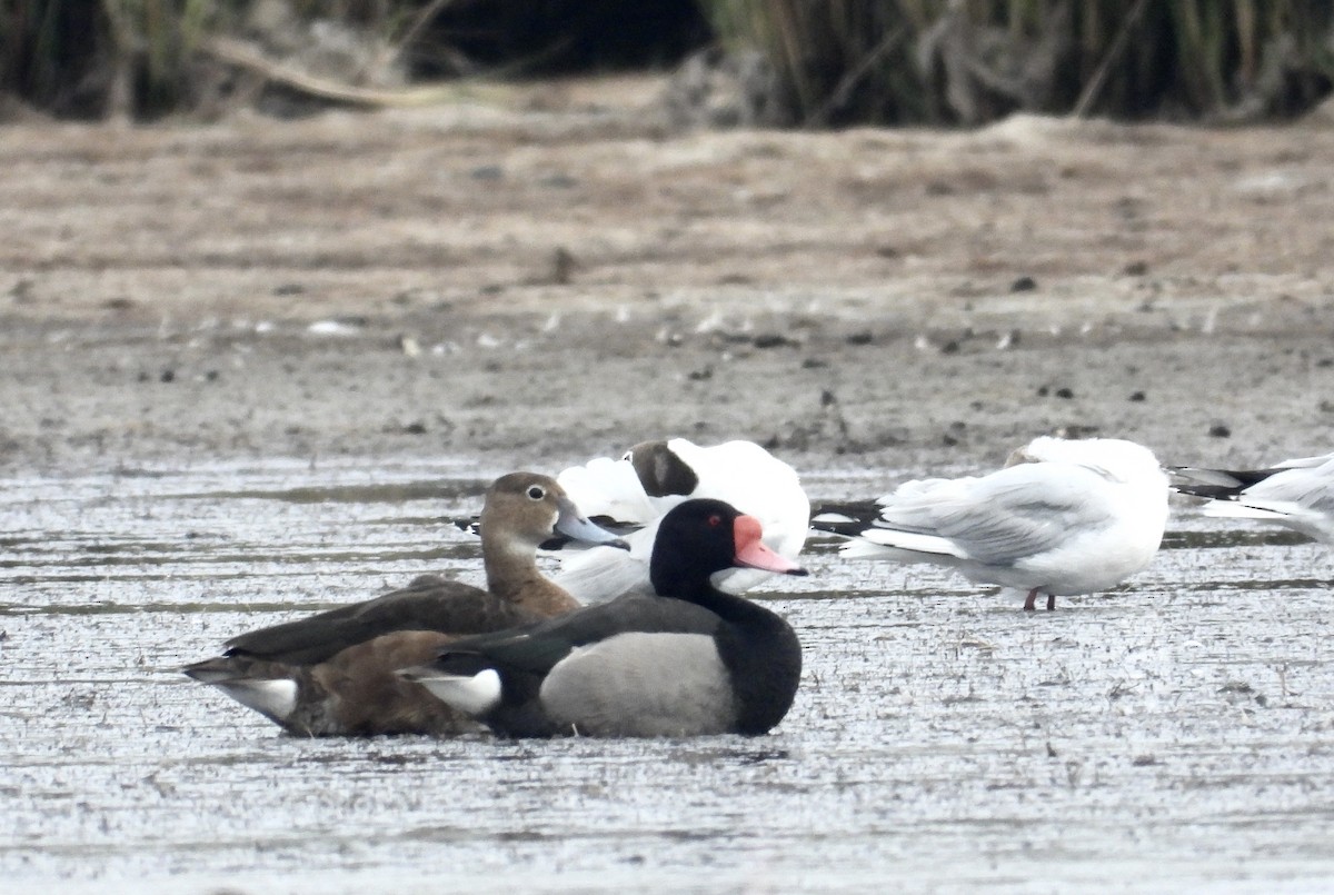 Rosy-billed Pochard - ML291605491