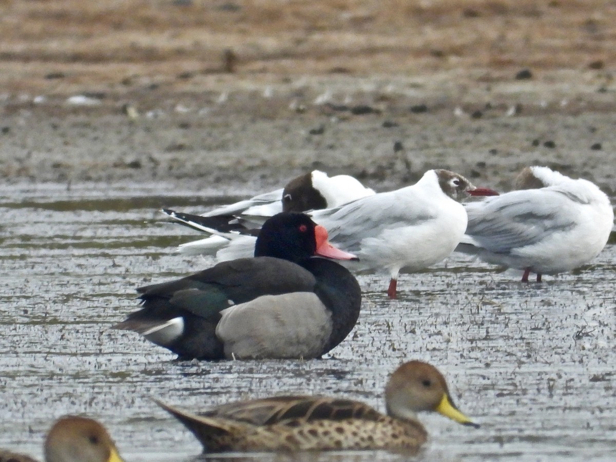 Rosy-billed Pochard - ML291605631