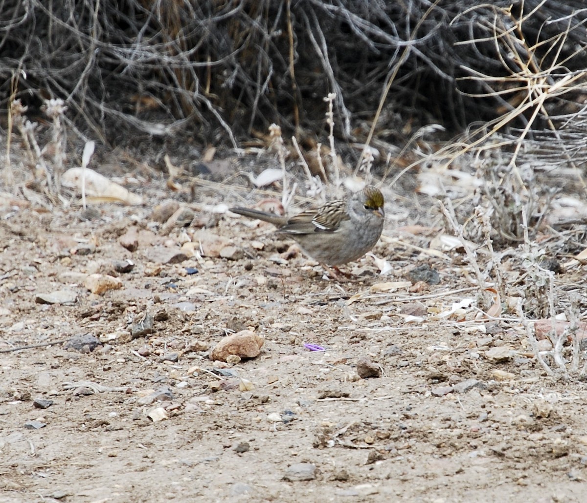 Golden-crowned Sparrow - ML291607851